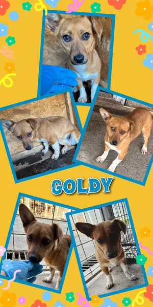 süßes kleines Hundemädchen "Goldie" sucht ein schönes Zuhause 