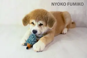 Akita Inu 