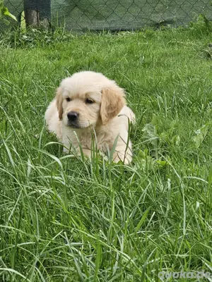 Golden retriever welpen mit Ahnentafel 