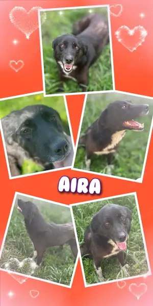 super liebe, verkuschelte, menschenbezogene, unkomplizierte Hündin "Aira" sucht ein Zuhause 