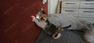 Sue auf Pflegestelle in 59399 Olfen 