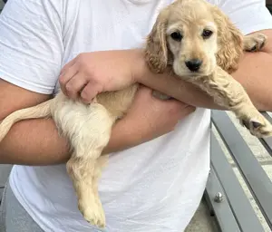 Cocker Spaniel Hündin