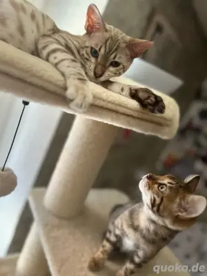 bengalen pärchen jung 