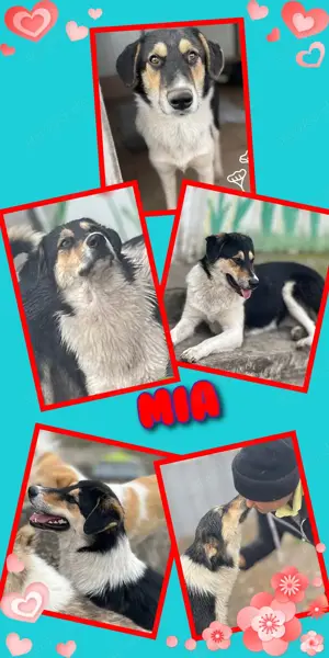 liebes, sanftmütiges, menschenbezogenes, tolles Hundemädchen "Mia" sucht ein Zuhause 