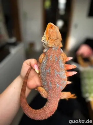 Farb-Bartagamen Nachwuchs Pogona Vitticeps