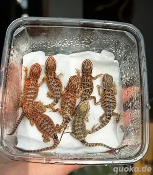 Farb-Bartagamen Nachwuchs Pogona Vitticeps