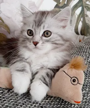 Lulu ist ein verschmustes Sibirisches Katzenmädel
