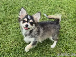 Chihuahua Husky Rüde 