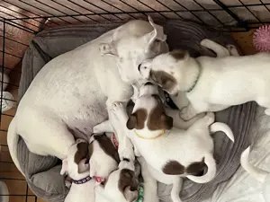 Welpen reinrassigen Jack Russell Terrier, nach 4 Wochen verfügbar abzugeben.