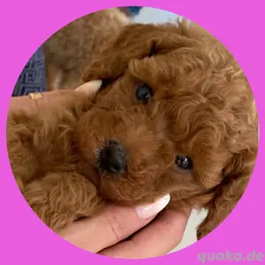 Pudel Toypudel