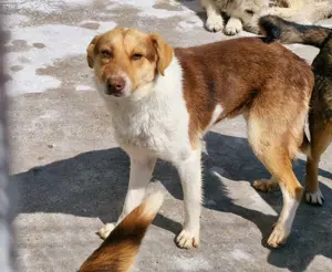 HORATIO - noch etwas schüchtern, wartet auf seine Lieblingsmenschen