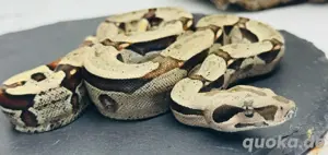 Boa Weibchen 6 