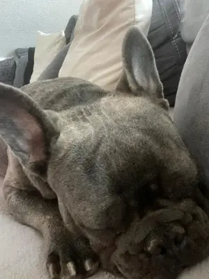 Frenchi Rüde 11 Monate 