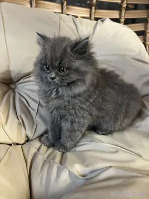 Britisch Langhaar Kater 