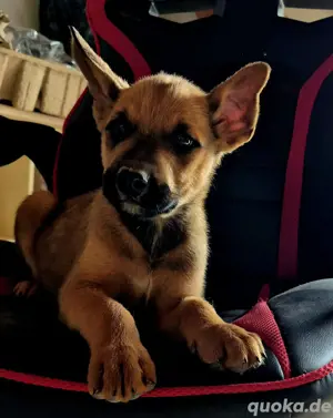 XMalinois Welpe (Belgische Schäferhunde)