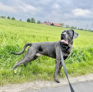 Wunderschöner CC Rüde sucht Traumplatz