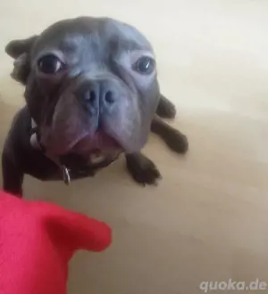 französische Bulldogge deckrüde sportlich