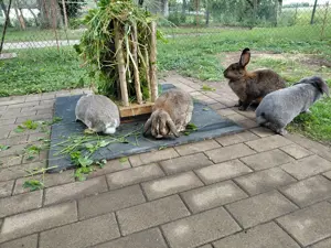 Fünfer Kaninchen Gruppe abzugeben