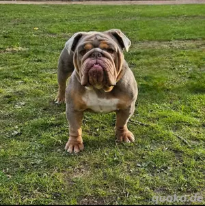 Englische Bulldogge