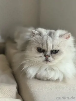 Perser Katze mit Stammbaum
