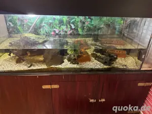 Aquarium samt Inhalt