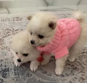 Pomeranien-zwergspitz mini