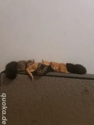 Süße Kitten suchen ein liebevolles Zuhause   