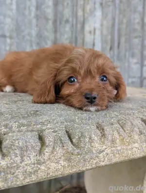 Cavapoo Welpen 