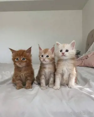 Maine-Coon-Kätzchen