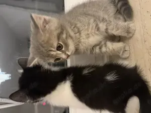 Kitten Männlich BKH Katze 