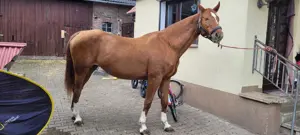 Hannoveraner stute geritten 