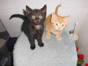 2 kleine flauschige Halbperser-Kätzchen Kater abzugeben.