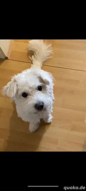 Hund zu verkaufen 