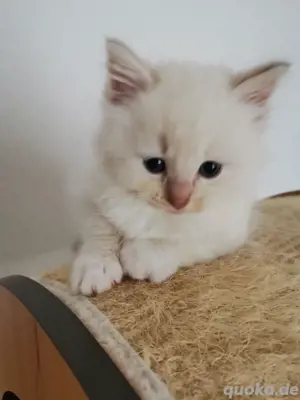 Wunderschöne Kitten Babies Stammbaum Ragdoll