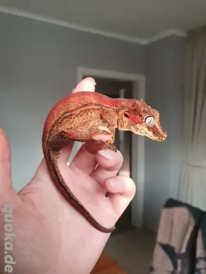 0.1 Rhacodactylus auriculatus Höckerkopfgecko Weibchen 