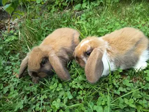 Süsse Zwergwiddderbabys