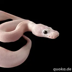 0.1 Baby Super Cinnamon Piebald Königspython
