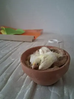 Reinrassige Timbrados  Kanarienvögel ( Spanische Gesangskanarien )