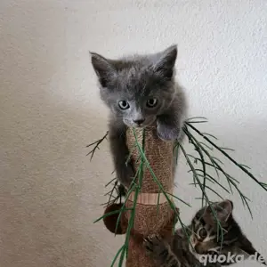 Maine Coon EKH Mix Babys