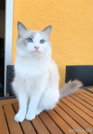 Reinrassige Ragdoll Kitten   Ein Traum in Blauäugig und Seidenweich!