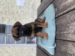 Belgian Malinois-Rottweiler Welpen 