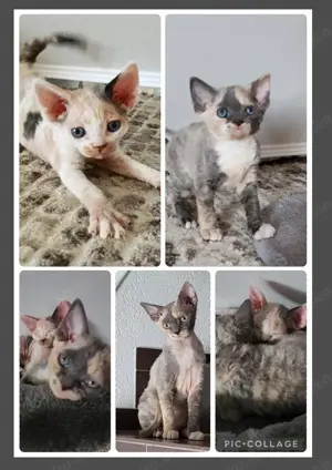 Suche Devon Rex Deck Kater 