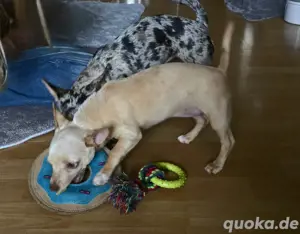 Chihuahua Welpe 12 Wochen kurzhaar Weibchen 