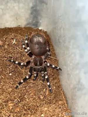 A.Geniculata 0.0.1,Vogelspinne