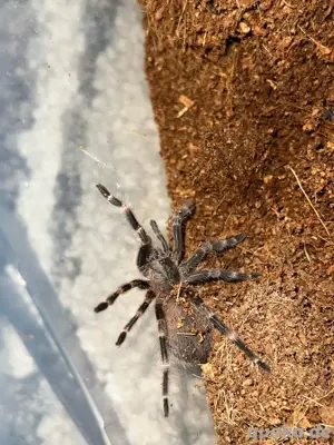 N.Tripepii 0.0.1,Vogelspinne