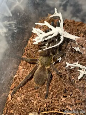 0.0.1 C.Kaeng Krachan,Vogelspinne