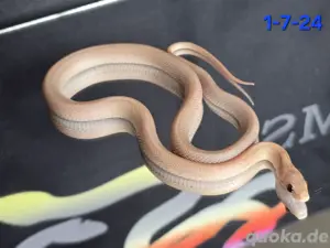 Hypo Lavender & Caramel Mandarin-Kornnatter NZ 24 zu verkaufen