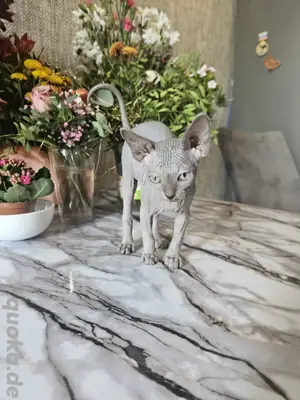 Kanadian Sphinx Junge 