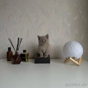 BKH katze kitten männlich 