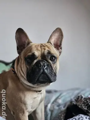Leo sucht seine eigene Familie 